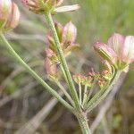 Lomatium triternatum Φρούτο