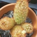 Mammillaria elongata Ліст