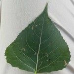 Populus nigra List