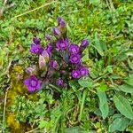 Gentianella campestrisBlüte