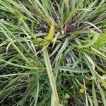 Echinochloa colonum Folio