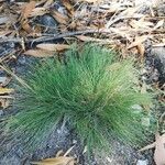 Festuca filiformis Foglia