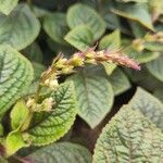 Plectranthus purpuratus