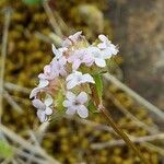 Valerianella vesicaria Цвят