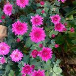 Chrysanthemum × grandiflorum ശീലം