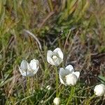 Parnassia palustrisKukka