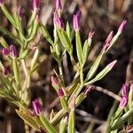 Centaurium tenuiflorum Цветок