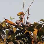Dacryodes edulis Fruit