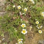 Ranunculus aquatilisBlüte