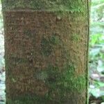 Lecythis confertiflora Corteza