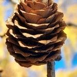 Larix decidua Fruit