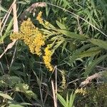 Solidago giganteaफूल