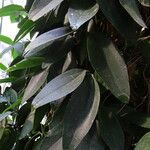 Neoalsomitra sarcophylla 葉