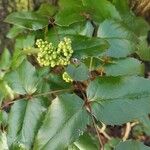 Berberis aquifolium Fuelha