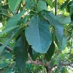 Combretum kraussii Leaf