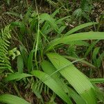 Asplenium longissimum Blatt