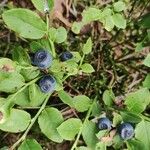 Vaccinium myrtillus 果