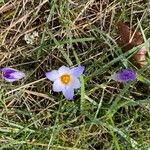 Crocus imperati Цвят