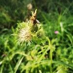 Cirsium oleraceumFleur