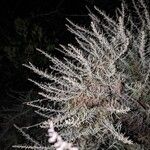 Artemisia californica Liść