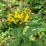 Senecio ovatusBlüte