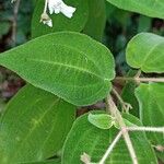 Miconia bullatifolia Yaprak