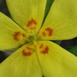 Helianthemum ledifolium Flower