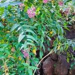 Cestrum elegans Habitus