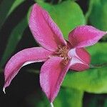 Clematis texensis Flower