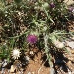 Cirsium echinatum 整株植物