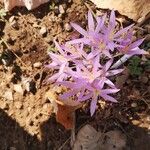 Colchicum stevenii Kukka