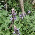 Coleus caninus Flower