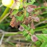 Calceolaria parvifolia Altul/Alta