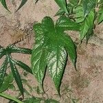 Dorstenia arifolia পাতা