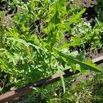 Lactuca canadensis Blatt