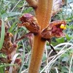 Orobanche gracilis Kéreg