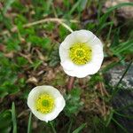 Ranunculus glacialis 花