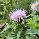 Cirsium altissimum Цветок