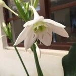 Eucharis amazonica Kwiat