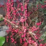 Cotoneaster horizontalisFrugt