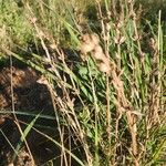 Conostomium quadrangulare Habitat