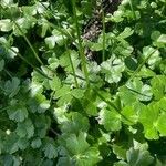 Hydrocotyle ranunculoides Leaf