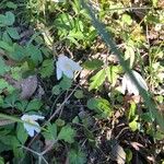 Anemone quinquefolia Kvet