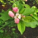 Malus pumila 花