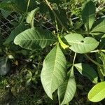 Searsia longipes Leaf