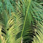 Cycas panzhihuaensis 形態