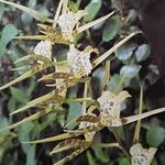 Brassia maculata Fiore