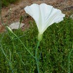 Calystegia longipes Кветка