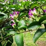 Mansoa alliacea Leaf