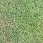 Zoysia matrella Folha